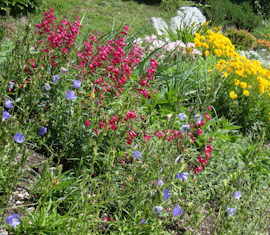 Plantations de fleurs et d'arbustes